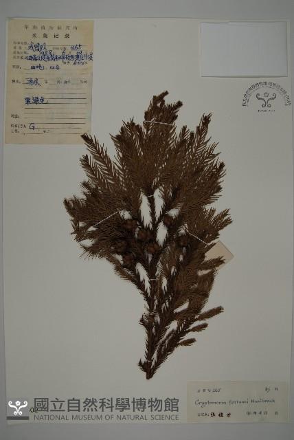 柳杉藏品圖，第1張