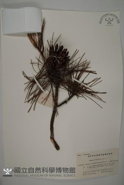 黑松藏品圖，第1張