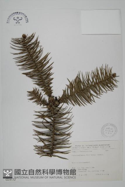 杉木藏品圖，第1張