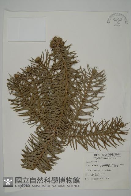 Chinese fir Collection Image, Figure 1, Total 5 Figures
