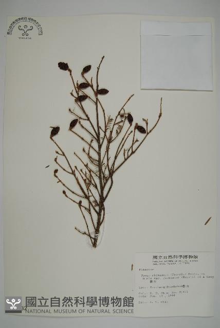 臺灣鐵杉藏品圖，第1張