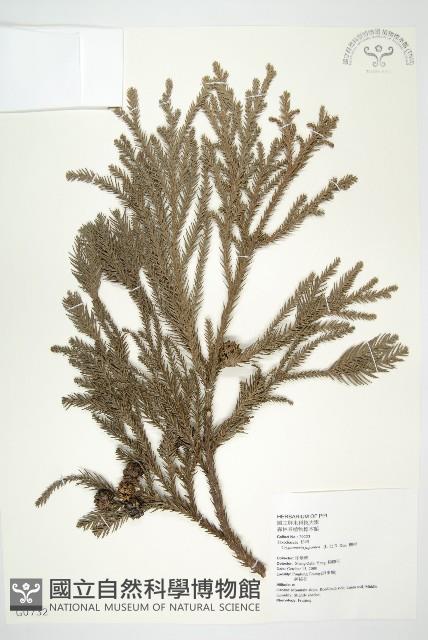 柳杉藏品圖，第1張