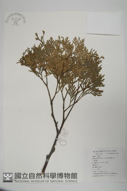 福建柏藏品圖，第1張