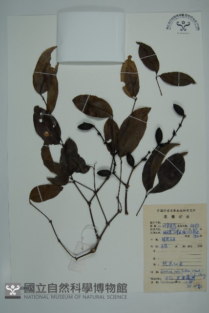 小葉買麻藤藏品圖，第1張