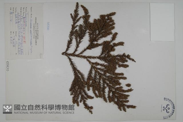 臺灣杉藏品圖，第1張