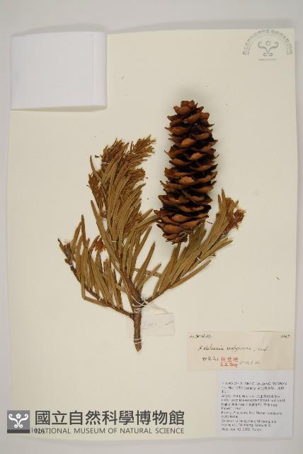 雲南油杉、杉松藏品圖，第1張