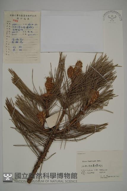 黑松藏品圖，第1張