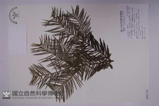 高山三尖杉藏品圖，第1張