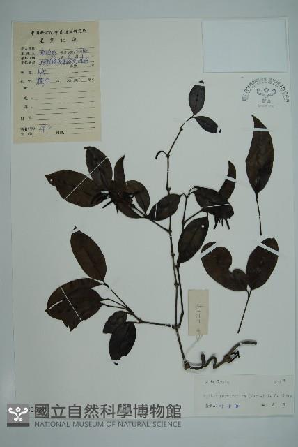 小葉買麻藤藏品圖，第1張