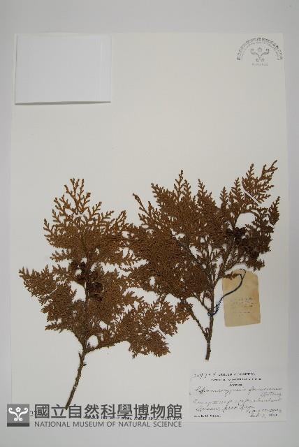 紅檜藏品圖，第1張