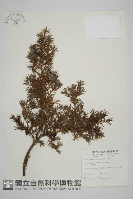 刺柏藏品圖，第1張