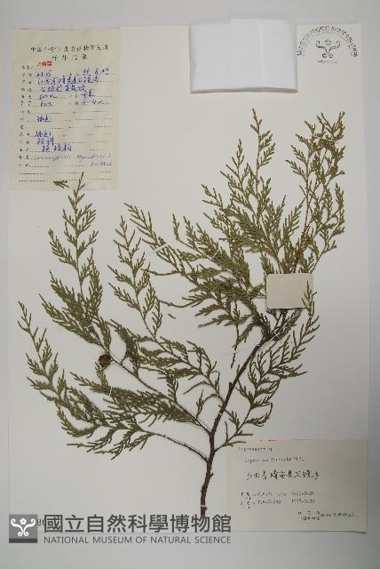 Chinese weeping cypress Collection Image, Figure 1, Total 5 Figures