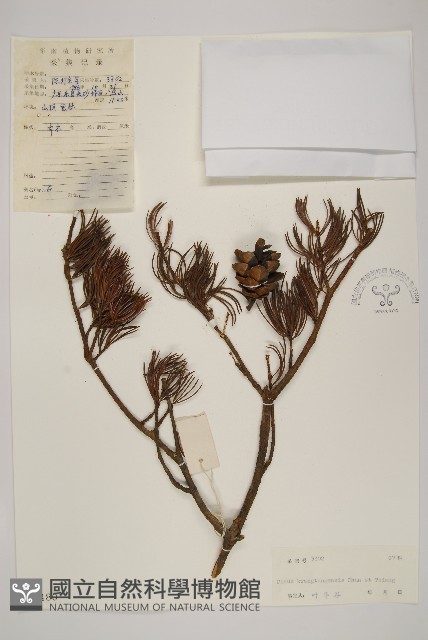 華南五針松藏品圖，第1張