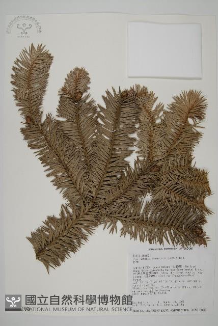 杉木藏品圖，第1張