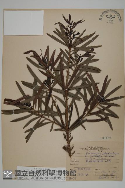 桃實百日青藏品圖，第1張