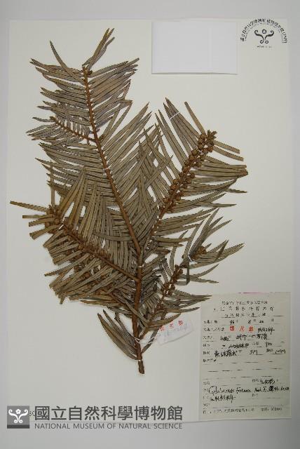 三尖杉藏品圖，第1張