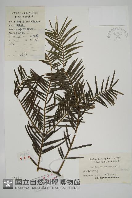 三尖杉藏品圖，第1張