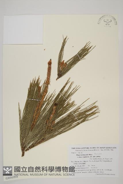 琉球松藏品圖，第1張