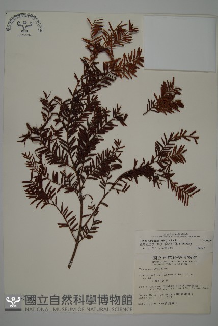 臺灣紅豆杉、紫杉、南方紅豆杉藏品圖，第1張