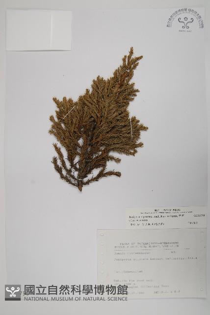 香青藏品圖，第1張