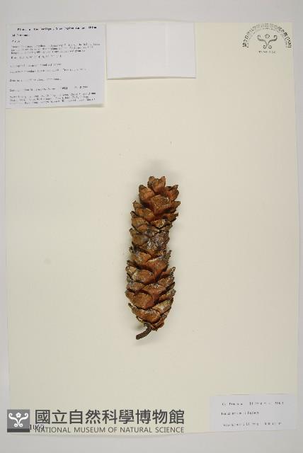 臺灣華山松藏品圖，第1張