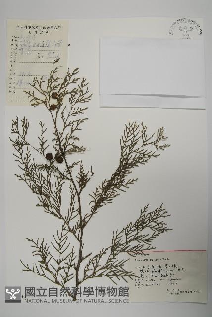 柏木、柏樹藏品圖，第1張