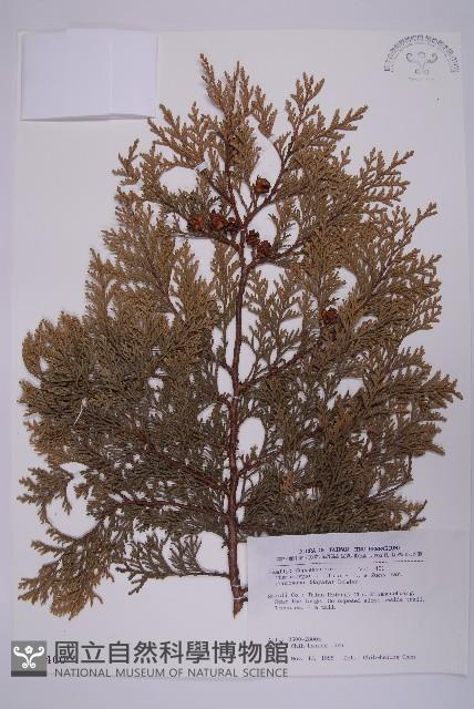 臺灣扁柏藏品圖，第1張