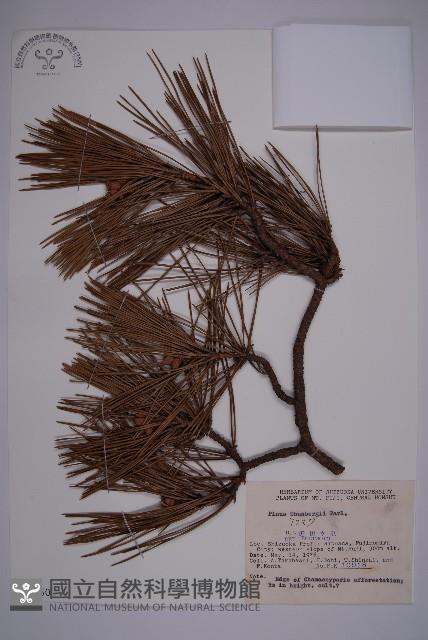 Black pine Collection Image, Figure 1, Total 4 Figures