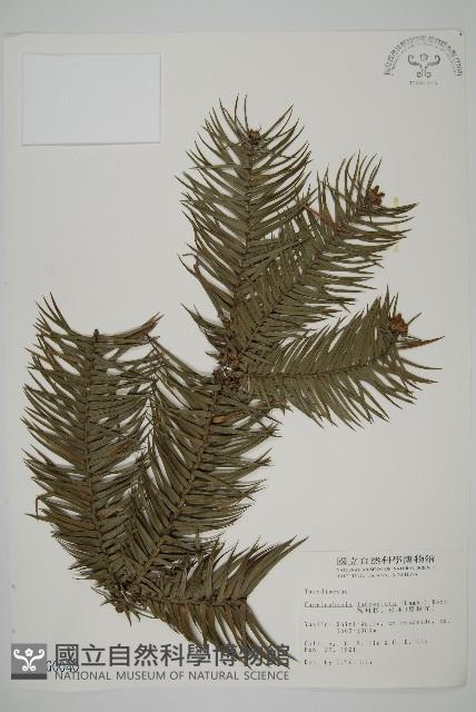 杉木藏品圖，第1張