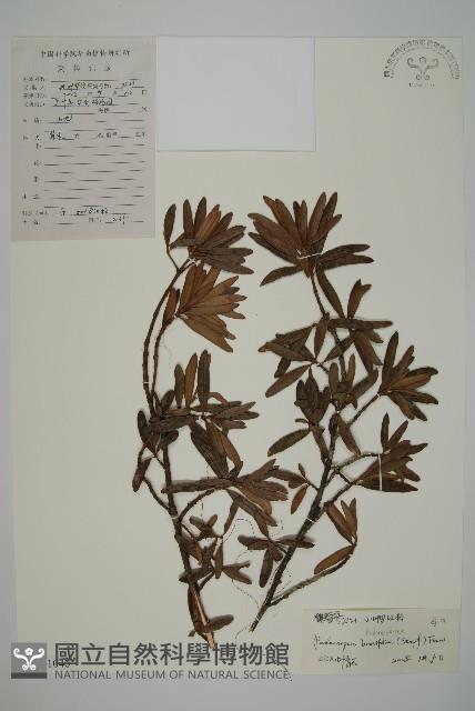 小葉漢松藏品圖，第1張