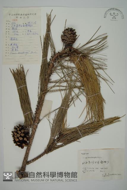 黑松藏品圖，第1張