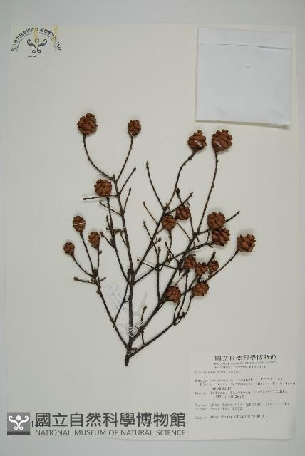 臺灣鐵杉藏品圖，第1張