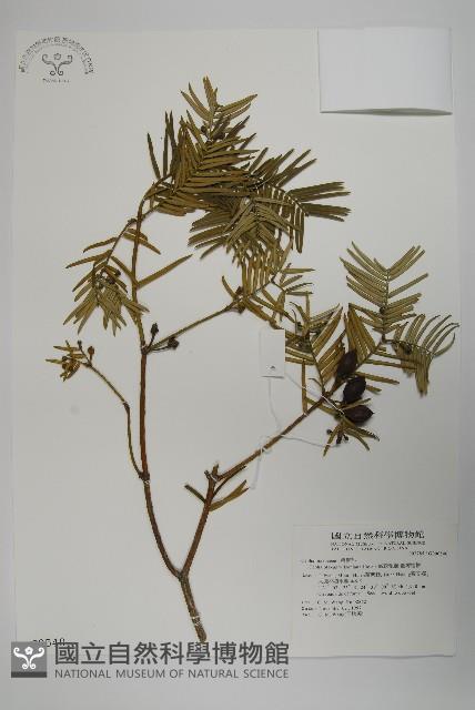 臺灣粗榧、台灣三尖杉藏品圖，第1張