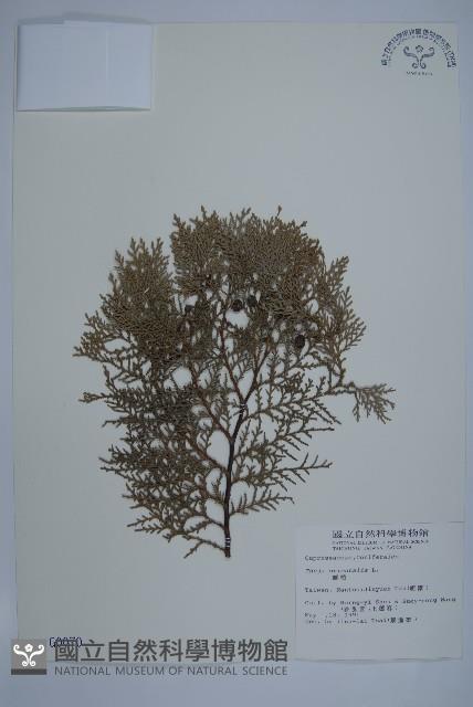 側柏藏品圖，第1張