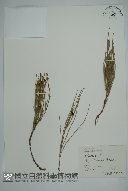 草麻黃藏品圖，第1張