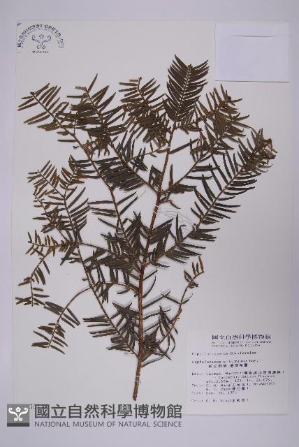 臺灣粗榧、台灣三尖杉藏品圖，第1張