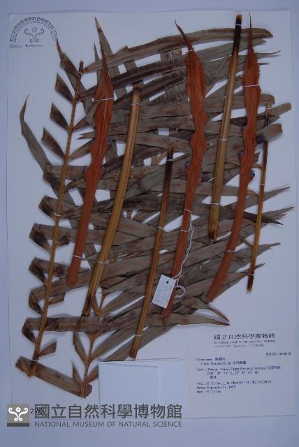 光果蘇鐵藏品圖，第1張