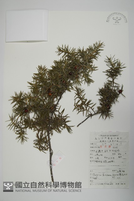 刺柏藏品圖，第1張
