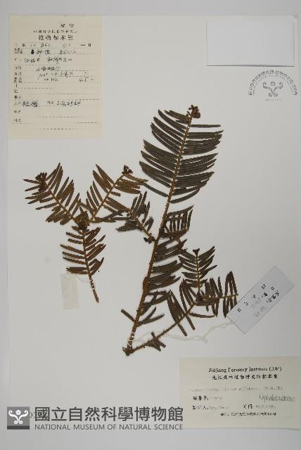 中國粗榧藏品圖，第1張