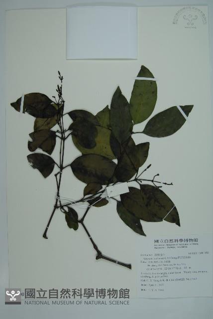 羅浮買麻藤藏品圖，第1張