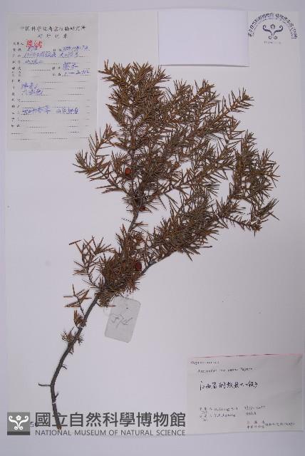 刺柏藏品圖，第1張