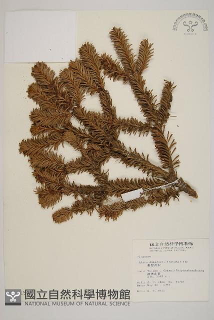 臺灣冷杉藏品圖，第1張