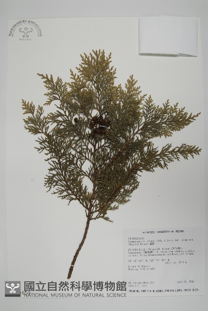 臺灣扁柏藏品圖，第1張