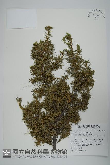 刺柏藏品圖，第1張