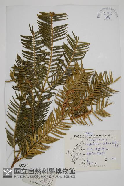 三尖杉藏品圖，第1張