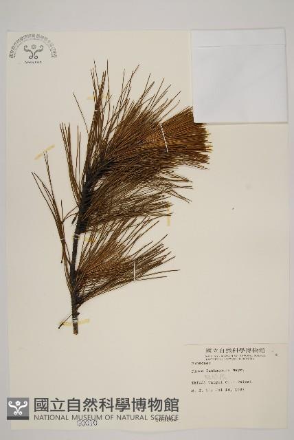 琉球松藏品圖，第1張