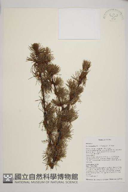 怒江紅杉藏品圖，第1張