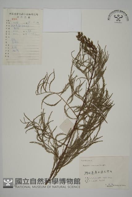 池杉藏品圖，第1張