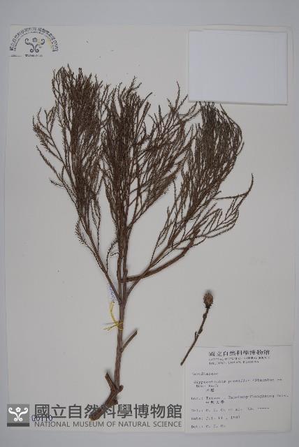 水松、廣東杉藏品圖，第1張