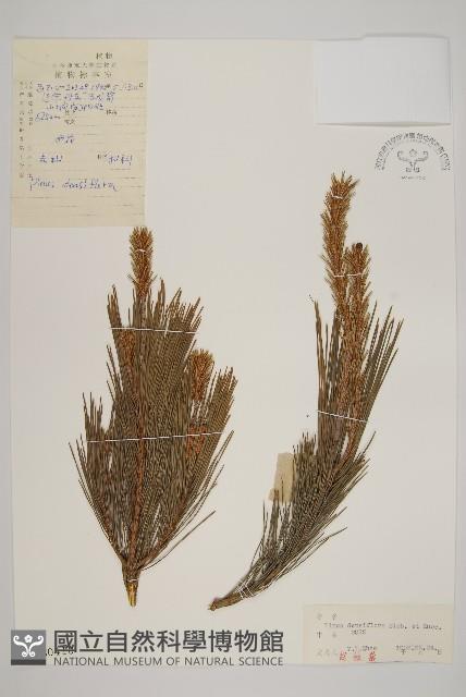 日本赤松藏品圖，第1張